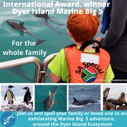 Next Dyer Island Marine Big 5 Tour: 1 April 2022