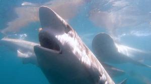 Recent Shark Cage Diving Trips withÂ White Shark Projects