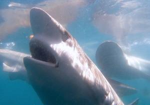 Recent Shark Cage Diving Trips withÂ White Shark Projects