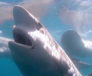 Recent Shark Cage Diving Trips withÂ White Shark Projects