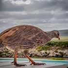 Cape Spur Fowl: Photo Credit to Laingvision - De Hoop Collection - Xplorioâ„¢ Bredasdorp