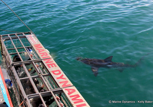 Daily Blog: 04 April 2022 | Shark Cage Diving in South Africa