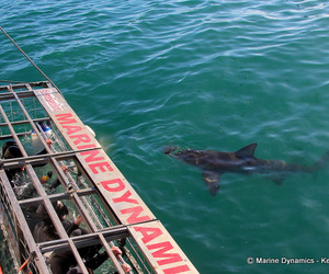 Daily Blog: 04 April 2022 | Shark Cage Diving in South Africa