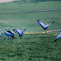 Blue Cranes - Beyond Black Mountain - Xplorioâ„¢ Caledon