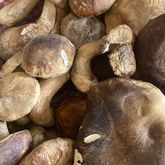 Mushrooms - Dal-Italia Delicatessen - Xplorioâ„¢ Hermanus