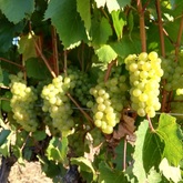 Seven Springs Vineyard - Xplorioâ„¢ Caledon