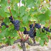 Seven Springs Vineyard - Xplorioâ„¢ Caledon