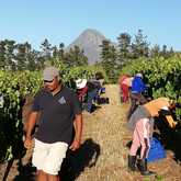 Seven Springs Vineyard - Xplorioâ„¢ Caledon