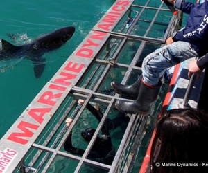 Daily Blog: 11 April 2022 | Shark Cage Diving in South Africa