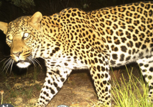 Camera survey captures 24 leopards, a hippo and more in Overberg!
