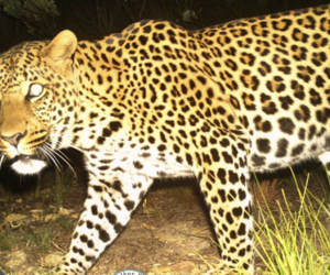 Camera survey captures 24 leopards, a hippo and more in Overberg!
