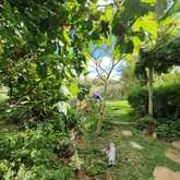 Garden - Foxy House - Xplorioâ„¢ Gansbaaii