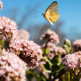 Beyond Black Mountain - Xplorioâ„¢ Caledon