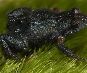 Watch The Latest Klein Swartberg Conservancy Project Update