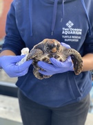 Be on the lookout for turtle hatchlings