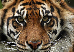 Sumatran Breeding Attempts - Gansbaai Daily News