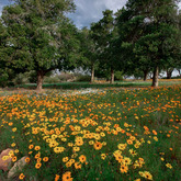 Wildflower (Photo Credit: Charl) - Beyond Black Mountain / Caledon Tourism - Xplorioâ„¢ Caledon