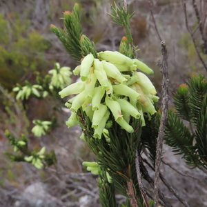 06.1_One_of_the_many_Erica_species_at_Nuwejaars_Wetlands_1650875270