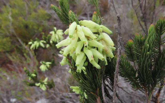06.1_One_of_the_many_Erica_species_at_Nuwejaars_Wetlands_1650875270