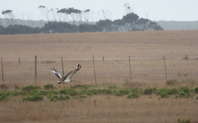 18.1_A_Denham_s_Bustard_flying_over_the_SMA_1650875272