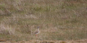19.1_Crowned_Lapwing_1650875273