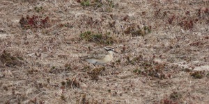new_kittlitz_s_Plover_1650875548