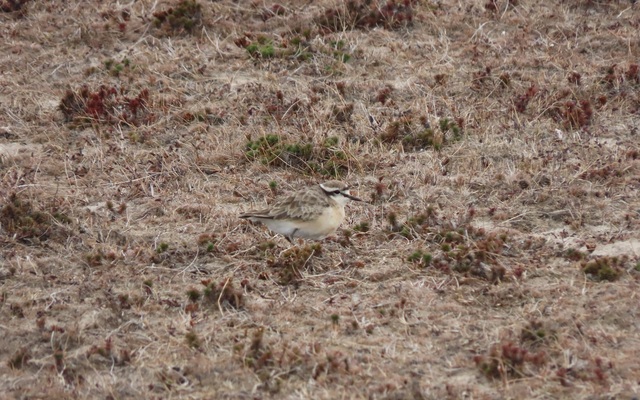 new_kittlitz_s_Plover_1650875548