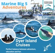 Next Dyer Island Marine Big 5 Tour: 26 April 2022