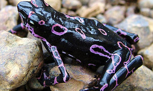 New Species Discovered - Gansbaai Daily News