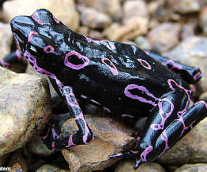 New Species Discovered - Gansbaai Daily News