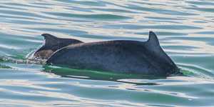 WhatsApp_Image_2022_04_26_at_10.39.51_AM_1__1650964587