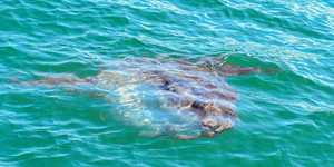 WhatsApp_Image_2022_04_26_at_10.39.52_AM_1650964588