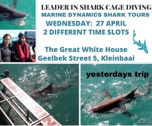 Next Marine Dynamics Shark Cage Diving Trip: 27 April 2022