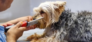 The Pet Grooming Spa is Open on Public Holidays