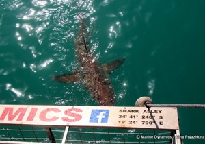 Daily Blog: 27 April 2022 | Shark Cage Diving in South Africa