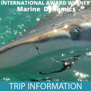 Next Marine Dynamics Shark Cage Diving Trip: 30 April 2022