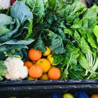 Valley Food Gardens - Xplorioâ„¢ Greyton