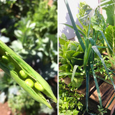 Peas - Valley Food Gardens - Xplorioâ„¢ Greyton