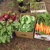 Veggie Boxes - Valley Food Gardens - Xplorioâ„¢ Greyton