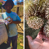 Vegetable Gardens Resources - Valley Food Gardens - Xplorioâ„¢ Greyton