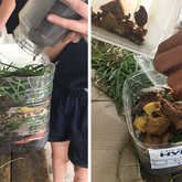 Making Manure - Valley Food Gardens - Xplorioâ„¢ Greyton