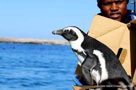 Next Dyer Island Marine Big 5 Tour: 5 May 2022