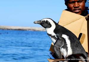 Next Dyer Island Marine Big 5 Tour: 5 May 2022