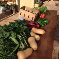 Fresh Vegetables - RAW - Xplorioâ„¢ Greyton