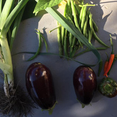 Organic Vegetables - RAW - Xplorioâ„¢ Greyton