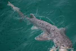 Daily Blog: 08 May 2022 | Shark Cage Diving in South Africa