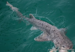 Daily Blog: 08 May 2022 | Shark Cage Diving in South Africa