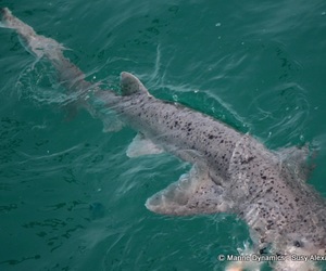 Daily Blog: 08 May 2022 | Shark Cage Diving in South Africa
