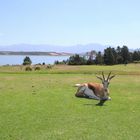 Springbuck - Theewaterskloof Golf Club - Xplorioâ„¢ Villiersdorp