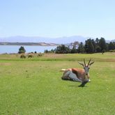 Springbuck - Theewaterskloof Golf Club - Xplorioâ„¢ Villiersdorp
